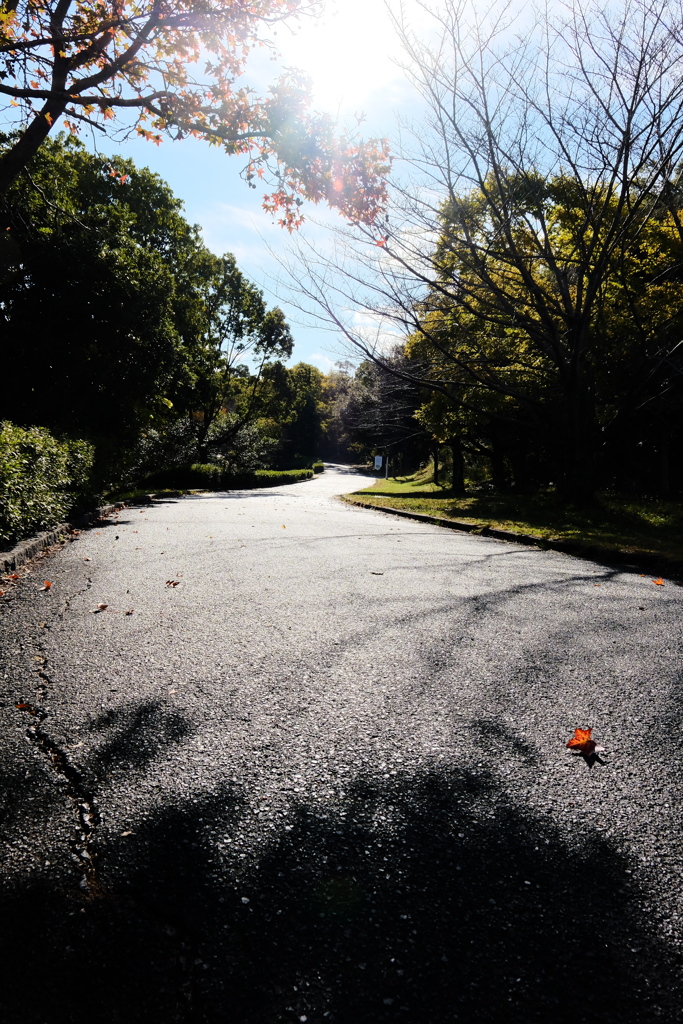 散歩道