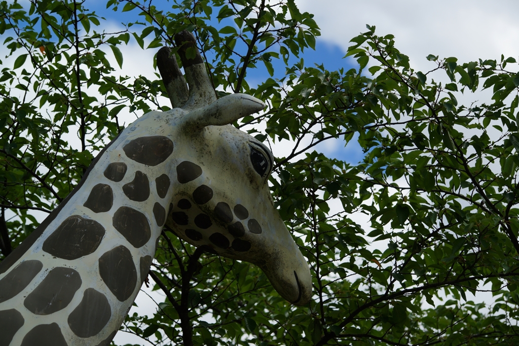 魔法をかけられた、キリン