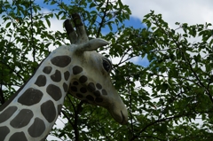 魔法をかけられた、キリン