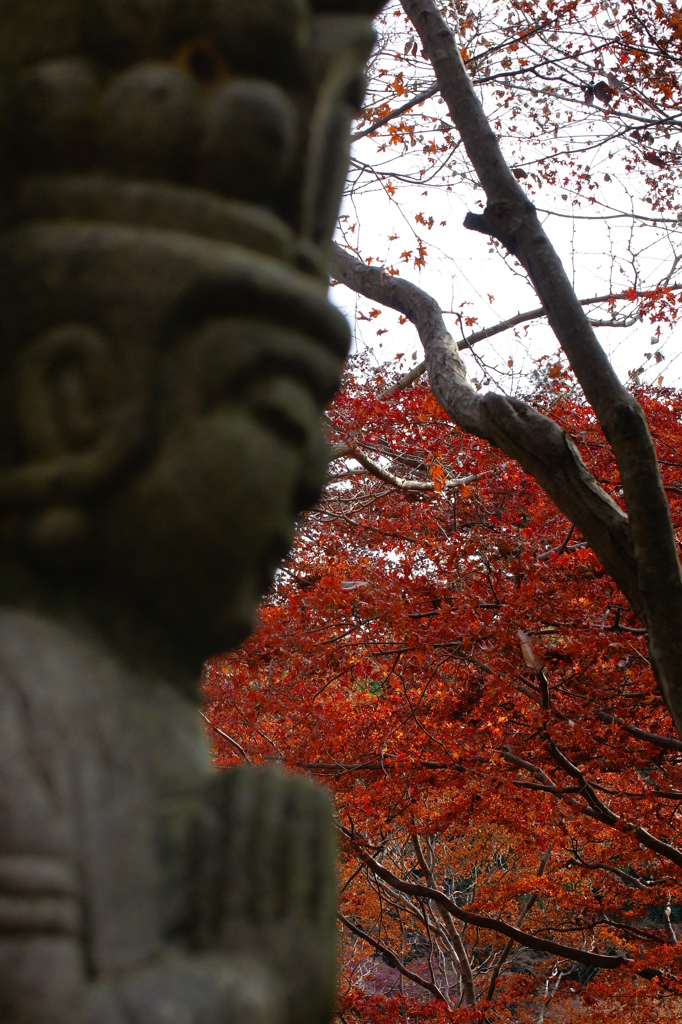 素敵な紅葉に感謝