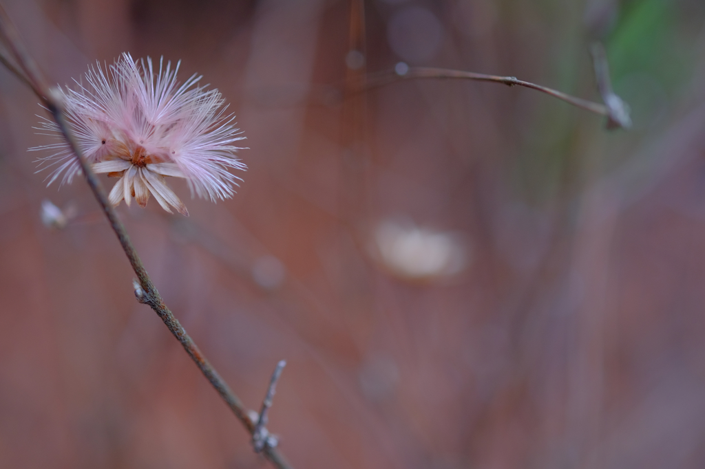 ちっさいから許せるが、１ｍの大きさなら怖い！！