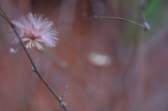 ちっさいから許せるが、１ｍの大きさなら怖い！！