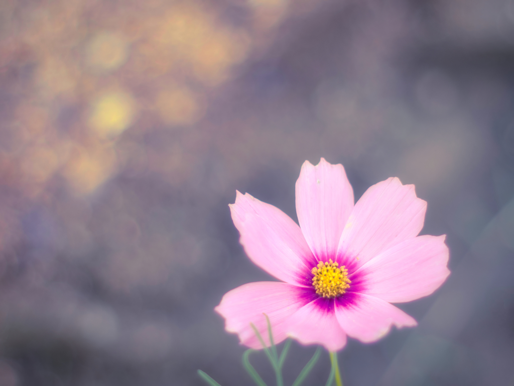 乙女のうつろい