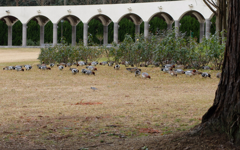 コンタクト落としたのだ～れ