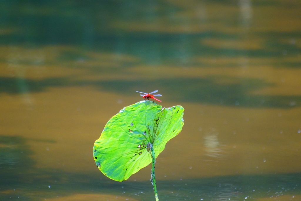 あかとんぼ
