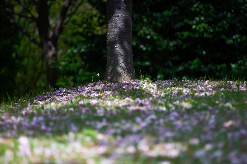 花園