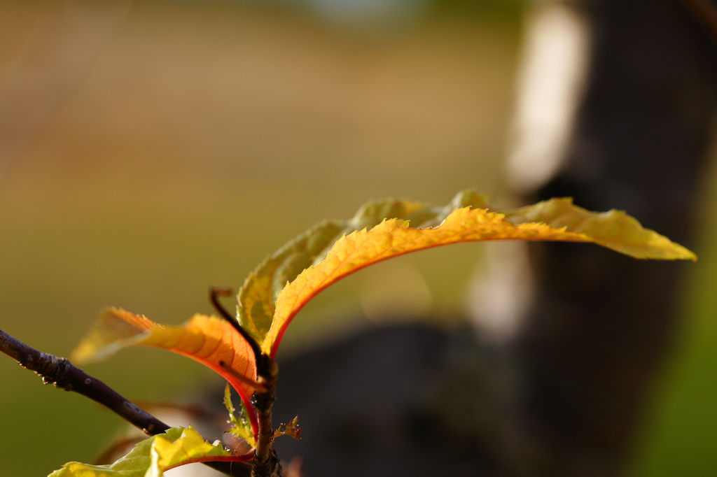 反り返りすぎです。