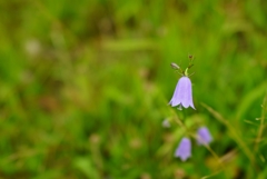 未確認飛行物体