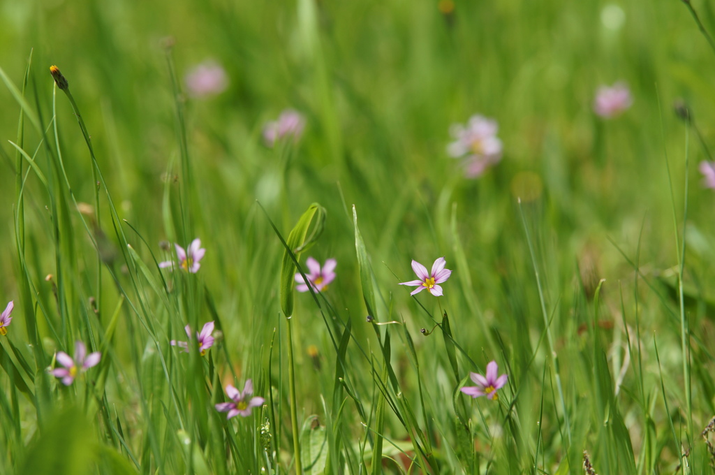 風に揺らいでます