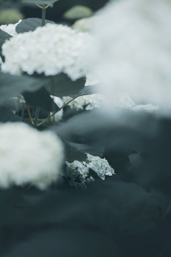 白