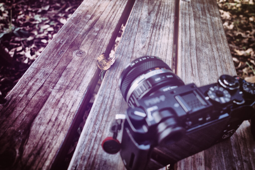 葉っぱを撮りたくて