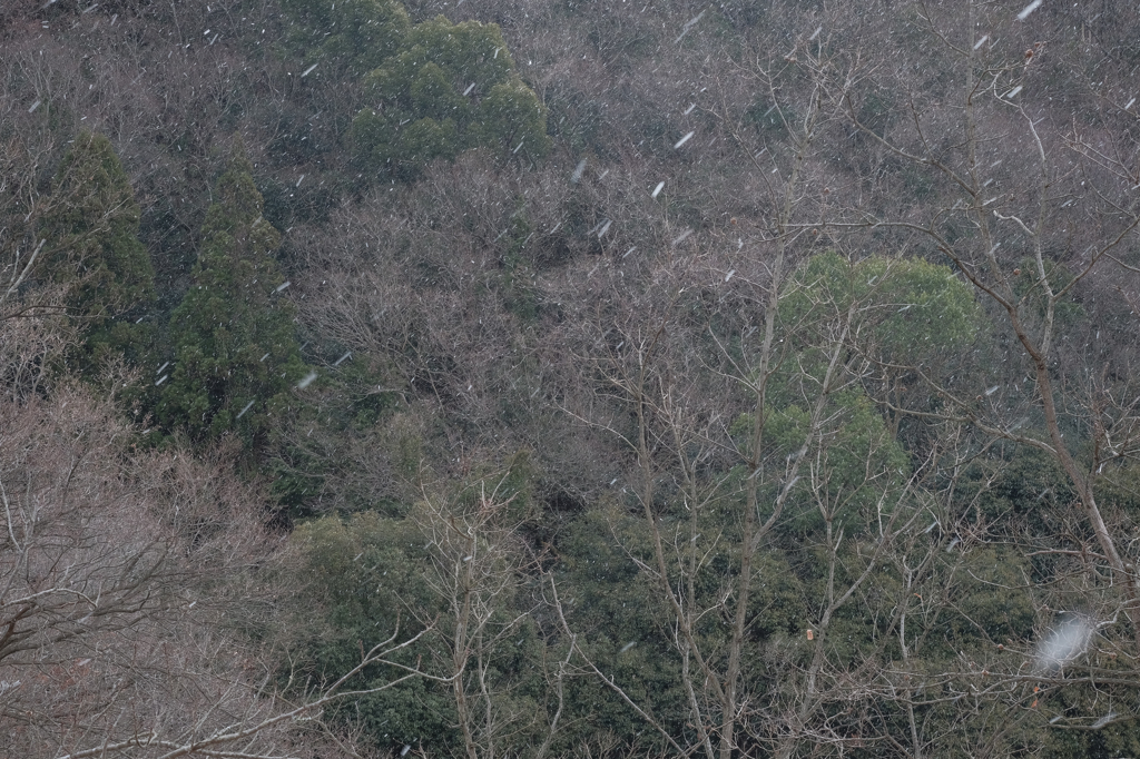 めっさ！降ってきました