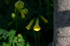 黄色い小さなランプ