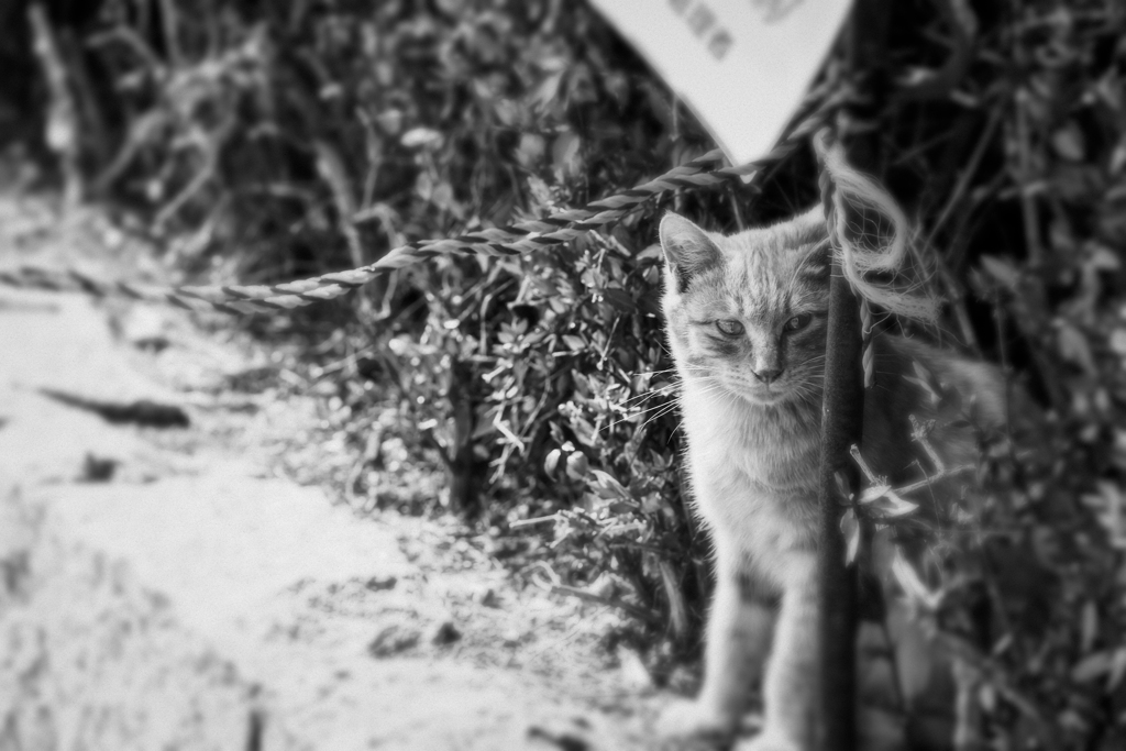 きりっと=^_^=