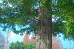 公園の木