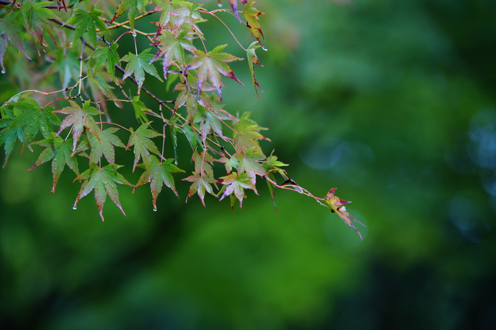 雨のあと・・・・