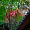 目立つアカ