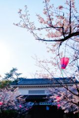 岸和田城－門＆桜