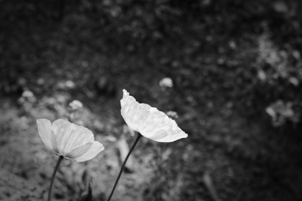 胸を張っていこうよ