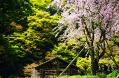 桜、残ってました・・・