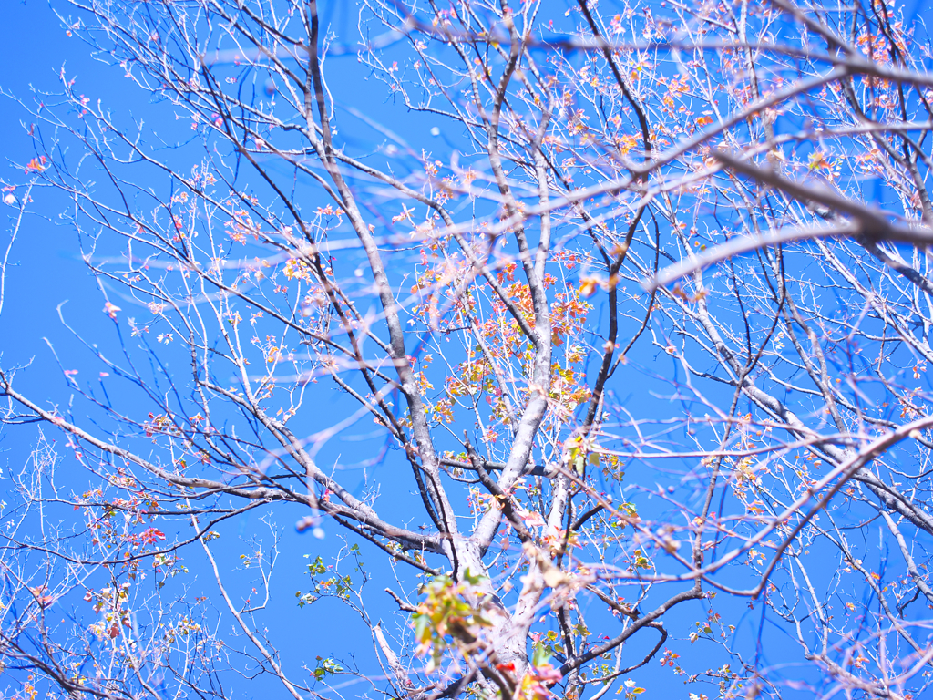 キャンディーのなる木