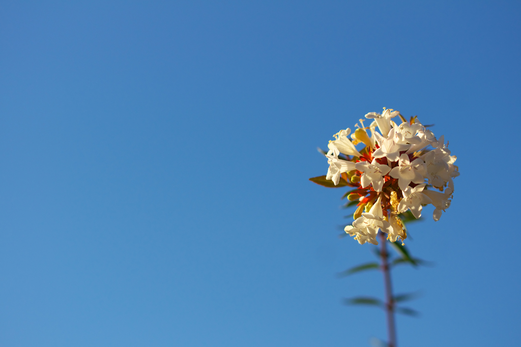 花火上がりました