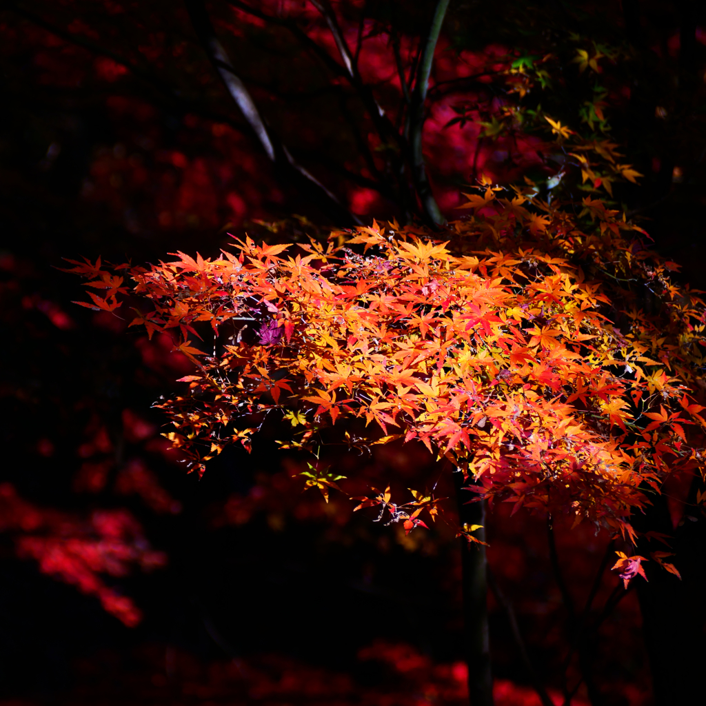 花火