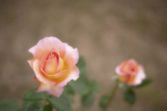 傷ついても