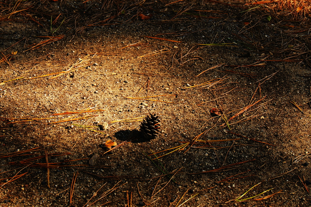 光を浴びた孤独