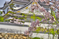 岸和田城と桜