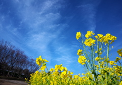 待ちわびる菜の花