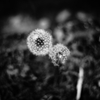 ちっちゃな花火見れました