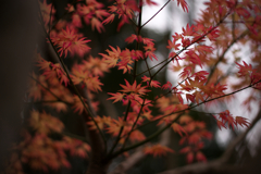 炎