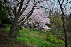 墓園の桜2