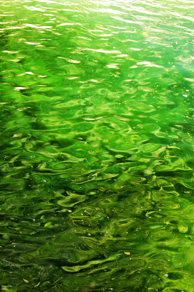 緑の世界その２