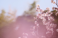 桜さく