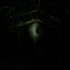 光