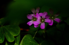 追い詰められた4人