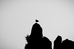 モノクロ鳥