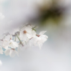 寂しげ