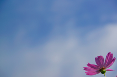 この空に望むこと