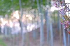 光の雨粒を眺めて