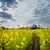 菜の花小径