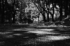 影と落ち葉の道