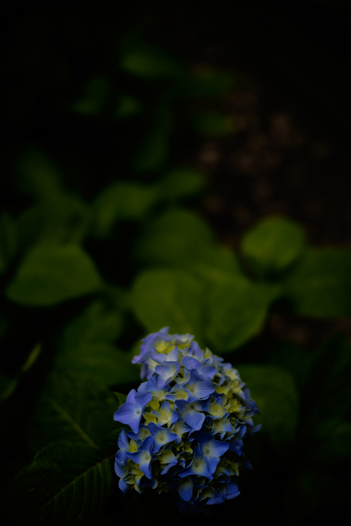紫陽花