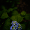 紫陽花