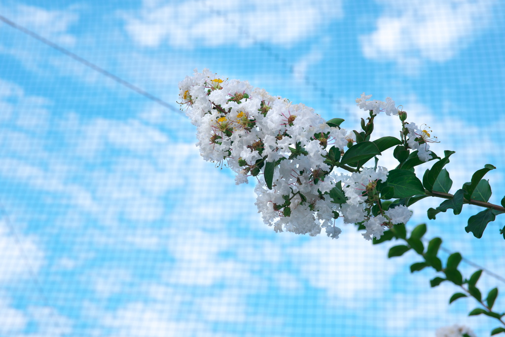 雲はいいな～