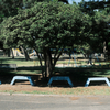 朝の公園2