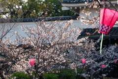 人の少ない桜祭り