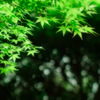 宝石箱や～